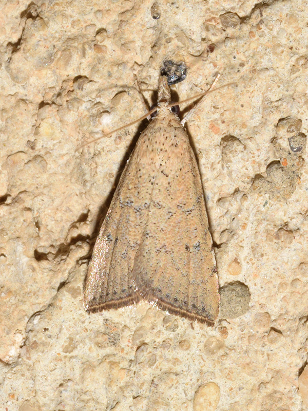 Hyperlais argillacealis - Crambidae